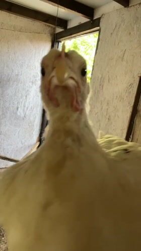 Farm animals, a sleepy cat, and countryside life in Zlatograd