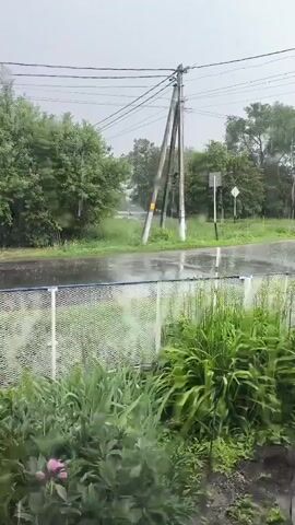 The video captures a view from behind a window looking out onto a street during a rain shower. In the foreground, lush green plants, possibly lilies and tall grass, are visible, with a hint of a pink flower. A white picket fence separates the plants from the street. The street itself is wet and reflects the overcast sky. To the left of the street, trees are lining the area. In the background, a utility pole with power lines stands prominently, and further down the street, houses and a cell tower can be seen. The rain is falling, creating ripples on the wet surfaces and making the air appear misty. The overall atmosphere is one of a rainy day in a rural or suburban setting.
