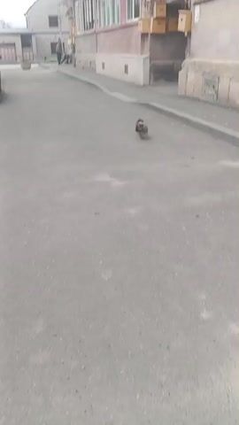 A small brown puppy with light brown ears is walking on a paved street. The puppy is moving from the left side of the frame to the right, and then turns back towards the left. The puppy is walking towards a light-colored building with a gray sidewalk. There is a person walking in the background on the left side of the frame. The street appears to be empty of other moving objects. The video is shot from a slightly elevated perspective.