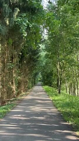 This is a vertical, full shot of a paved path winding through a dense forest. The path is flanked by tall trees that form a natural canopy overhead, casting dappled shadows on the ground. The left side of the path is lined with dark, evergreen trees, their branches dense and reaching inwards. To the right, lighter, deciduous trees with vibrant green leaves create a contrasting texture. Sunlight filters through the leaves, illuminating patches of the path and the lush undergrowth of grass and ferns that borders it. The scene evokes a sense of tranquility and the peacefulness of a secluded natural setting. The time of day appears to be daytime, likely late morning or early afternoon, given the bright sunlight and distinct shadows. There are no people or objects visible on the path. The location is Rudelzhausen, Germany.