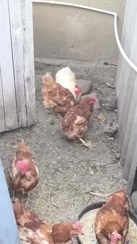 A group of chickens are in a dirt enclosure. There are at least six chickens visible, most are brown and white, with one white chicken. The chickens appear to be eating from a bowl on the ground. The enclosure has a wooden gate on the left and a corrugated metal fence on the right. There is a pipe running along the top of the enclosure. The ground is dusty and appears to have some straw and debris on it. The chickens are moving around and pecking at the ground and the food.