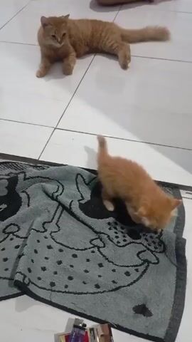 Here is a concise description of the video:

A kitten with orange fur is playing on a gray towel decorated with a black Mickey Mouse design. In the background, on the white-tiled floor, lies another orange cat. A lighter and pack of cigarettes are visible near the bottom of the frame. A person's blue-clothed legs are also visible at the bottom.