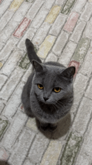 Gray cat with yellow eyes spotted on patterned rug