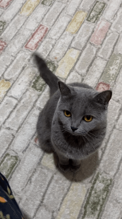 Gray cat with yellow eyes spotted on patterned rug