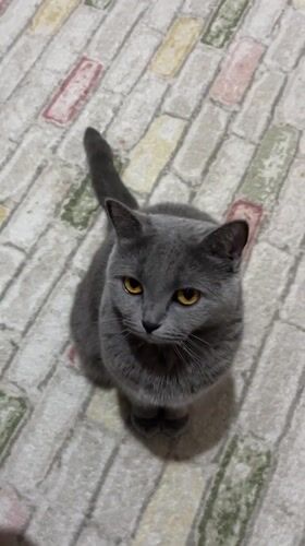 Gray cat with yellow eyes spotted on patterned rug