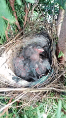 Backyard nature in Radisne: flowers, insects, a cat, and nesting chicks