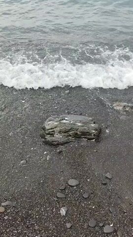 The video shows a close-up view of a rock on a dark, pebbly beach. The ocean waves are gently rolling in, creating white foam as they approach the shore. One wave is currently washing over the rock, submerging it partially. The water is a muted gray-blue color, and the sky appears overcast, contributing to the overall muted tones of the scene. There are no people or animals visible in the video. The focus is solely on the interaction between the rock and the incoming tide.