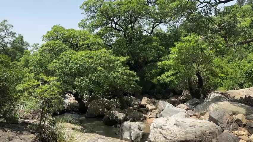The video shows a lush, green forest scene with a rocky stream flowing through it. The trees are dense and tall, with thick foliage, suggesting a humid environment. The sunlight filters through the leaves, creating dappled patterns on the ground and the water. The stream is shallow, with clear water flowing over smooth, grey rocks. The rocks are of various sizes and shapes, some covered in moss, indicating a natural, untouched environment. The overall impression is one of tranquility and natural beauty. There are no people or man-made objects visible in the scene, reinforcing the sense of being in a secluded natural setting. The bright sky suggests it is daytime, possibly late morning or early afternoon, with clear weather. The abundance of greenery and the presence of a flowing stream hint at a location with adequate rainfall and a fertile ecosystem, consistent with the provided location context of Fobur, Nigeria. There is no visible text in the media file.