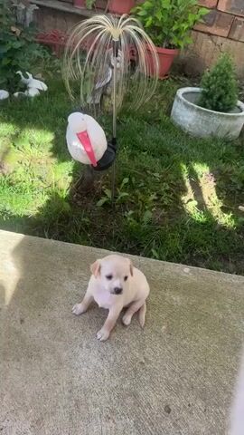 A small, light-colored puppy sits on a concrete patio in front of a grassy yard. The puppy is facing left and its head is slightly down. Behind the puppy, a decorative garden ornament featuring a white bird with a red beak is visible, along with a metal structure with thin, wire-like elements extending outwards. The yard contains green grass, some plants in pots, and a brick wall in the background. The lighting suggests it is daytime.