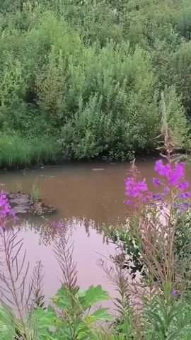 The video shows a muddy stream with green foliage on the banks and purple flowers in the foreground. A dark object, possibly an animal, is visible in the water near the left bank. The water is murky, and some debris is floating on the surface. The overall impression is of a natural, overgrown environment.