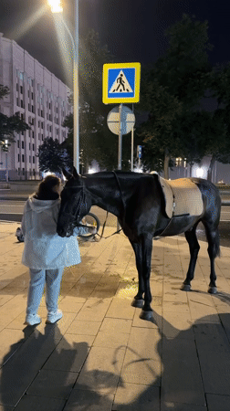Horse walking Moscow city sidewalk at night draws attention