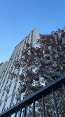 Spring blooms frame Moscow apartment building through fence