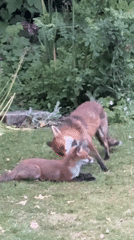 Two foxes interact in London yard, one nudging resting companion