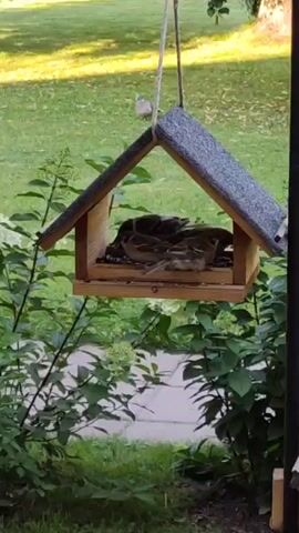 A bird feeder hangs from a rope in front of some green foliage. Several small birds are gathered around the feeder, some feeding and others interacting with each other. One bird lands on top of the feeder.
