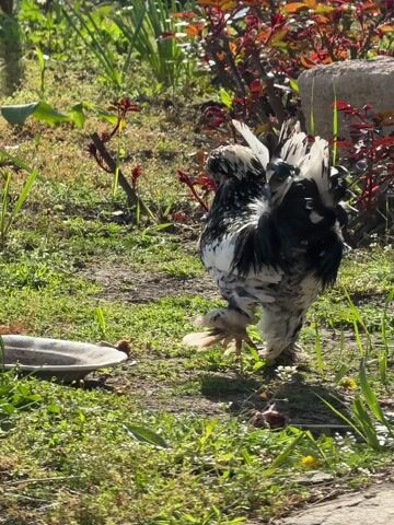 The video features a large, distinctive chicken, likely a rooster, with striking black and white mottled plumage and characteristic feathered legs, possibly a Brahma breed. The bird is situated outdoors in a sunlit garden or yard area. The ground consists of vibrant green grass interspersed with patches of bare soil. In the background, lush green foliage, a bush with reddish-brown leaves, and a light-colored stone or rock are visible.

Initially, the chicken is seen from behind, standing with its voluminous black and white tail feathers fanned slightly. It then turns deliberately to its left, revealing its head with a bright red comb and wattles. It lowers its head towards a shallow, oval-shaped dish placed on the ground in the foreground, beginning to peck at its contents, suggesting it is either feeding or drinking.

The scene is bathed in bright daylight, indicating either morning or early afternoon, with clear shadows cast on the ground. A distinct rooster crow is heard at the beginning of the clip, cutting off as the bird lowers its head. The setting appears calm and natural, consistent with a rural environment in Tutrakantsi, Bulgaria. There is no visible text.