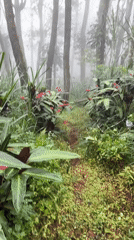 Morning fog blankets roads and forest paths in Kintamani
