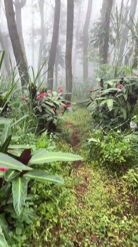 Morning fog blankets roads and forest paths in Kintamani