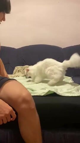 A person's torso and legs are visible in the foreground, with the person facing away from the camera. The person is wearing dark blue underwear. In the middle ground, a white cat is on a light green blanket on a dark sofa. The cat is facing left. In the background, a wall is visible. The person’s right hand is extended towards the cat, with their fist clenched. The cat is reacting to the person’s outstretched hand by moving to its left.