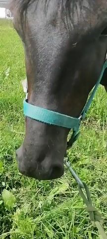 A dark-colored horse with a teal halter grazes in a grassy field. The horse's head is lowered as it eats the grass. The background shows more green grass and a few buildings in the distance. The video is shot from a close-up perspective, focusing on the horse's head and neck.