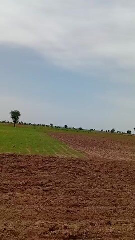 The video shows a wide shot of an agricultural field under a cloudy sky. The field is divided into two sections. The foreground is a newly plowed section of rich brown soil, showing distinct furrows. The background features a section of green, possibly recently planted crops. In the distance, a lone tree stands in the plowed field, and a line of trees borders the horizon. The overall environment appears to be rural and agricultural.