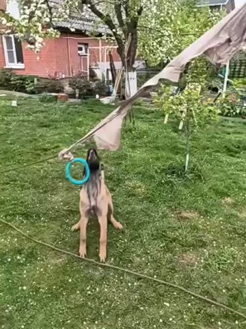 In a daytime scene set in a lush green backyard in Kolosisty, Russia, a tan-colored dog, possibly a Belgian Malinois, engages enthusiastically with a flirt pole toy. The dog, with its characteristic dark muzzle and alert expression, is highly energetic, jumping and twisting to snatch the fabric end of the long, flexible pole as it's swung by an unseen individual.

The background features a red brick house with white-framed windows, and several trees, some adorned with white blossoms, indicating a springtime setting. The ground is covered in green grass dotted with small white flowers. A garden hose or rope lies casually on the lawn. The dog repeatedly leaps into the air to catch the toy, demonstrating its agility and focus during playtime.