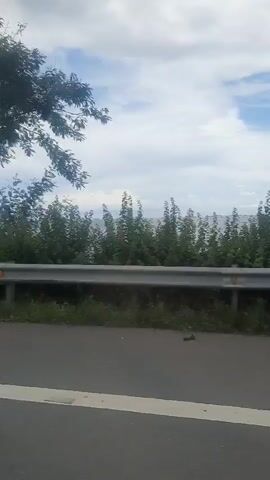 A video shows a view from a moving vehicle. A road is visible in the foreground, with a white line marking its edge. A metal guardrail runs along the side of the road, separating it from a grassy area. Beyond the grass, there is a dense line of green trees and foliage. The sky above is partly cloudy, with patches of blue visible. The trees and foliage appear to be swaying slightly, suggesting wind or the motion of the vehicle. The overall impression is a landscape scene observed from a car traveling along a road.