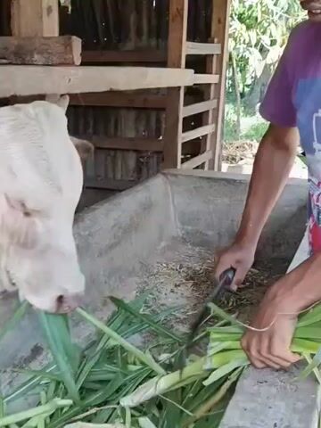 A medium shot shows a brown-and-white cow inside a wooden stall. The cow is eating from a concrete trough. A person wearing a purple shirt is standing to the right of the trough. The person is holding a bundle of green grass and feeding the cow. Some cut grass is already in the trough. The stall is in an outdoor environment.