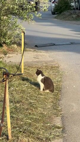 The video shows a cat sitting on a grassy area next to a road. The cat is dark gray or brown with a white chest and paws. It is facing towards the left of the frame, then turns its head to look at the camera. The grassy area is dry and yellowish. To the left of the cat, there are two yellow posts with a chain. In the background, there is a road with speed bumps. A black car passes on the road. There are other cars parked on the side of the road. A small bush is also visible to the left of the cat. The lighting suggests it is daytime.