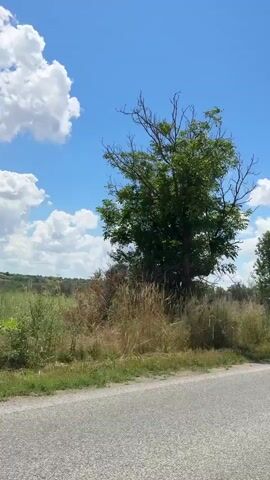 A camera mounted on a vehicle moves forward along a paved road. To the left of the road is a field of tall, dry grass and some green vegetation. Several trees are visible in the field, some with green leaves and others with bare branches. The sky is blue with scattered white clouds. The scene appears to be a rural or natural landscape on a sunny day.