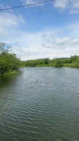 A wide shot of a serene natural landscape. A tranquil river flows through the center of the frame, its surface rippled by a gentle breeze. Lush green trees and vegetation line the banks of the river, creating a vibrant border. In the background, rolling hills covered in dense foliage stretch towards the horizon. The sky above is a brilliant blue, dotted with fluffy white clouds, suggesting a pleasant day. A thin power line is visible stretching across the top of the frame. The overall impression is one of peaceful, undisturbed nature.