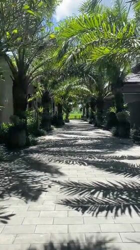 Palm-lined stone pathway leads to rice fields in Sukawati