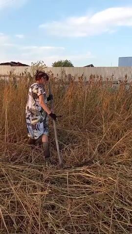 A woman in a patterned dress and black gloves is using a scythe to cut down tall, dry grass and weeds in a field. The sun is shining, and the sky is blue with some clouds. A fence is visible in the background.