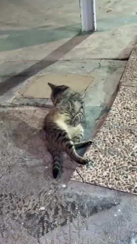 A tabby cat is lying on its back on a concrete surface. It is grooming itself, licking its belly. The cat's eyes are closed. The concrete surface is cracked and weathered. To the right of the cat is a textured surface made of small pebbles. A white pole is visible in the background. The lighting suggests it is nighttime or indoors with artificial lighting.