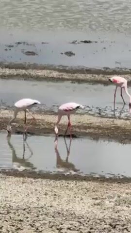 Three pink flamingos are wading in shallow water, with their heads submerged as they feed. The water reflects the birds and the sky. The ground surrounding the water is dry and cracked. The scene appears to be a salt flat or wetland.