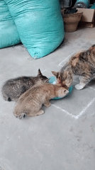 Mother cat and kittens relaxing on a paved courtyard in Sambiroto