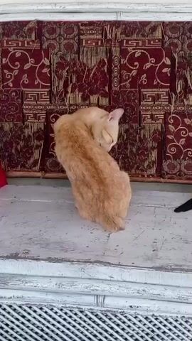 A ginger cat is sitting and grooming itself on a wooden surface in front of a patterned fabric background.