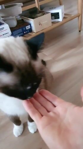 Siamese and Maine Coon cats at home in Krasnoyarsk
