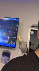 Cockatiel, Delta screens, and a selfie at an LA airport