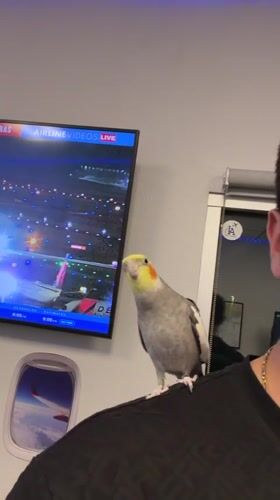 Cockatiel, Delta screens, and a selfie at an LA airport