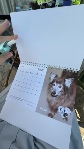 A person is seen outdoors, likely on a patio or balcony in Grocka Urban Municipality, Serbia, on a bright, sunny day. They are holding and flipping through a 2026 spiral-bound desk calendar featuring different dogs each month.

In their left hand, they hold a light blue/green vape device and wear a silver ring on their ring finger. The calendar displays a monthly grid on the left page and a large photo of a dog on the right page, along with the dog's name and a quote.

As the person flips the pages:
- January shows a fluffy brown and white dog named "MILKO" and a quote by Mark Twain.
- February features a dark brown and white dog named "TRIXIE" looking upwards, with a quote by Albert Einstein.
- March displays a light brown dog named "LOKI" looking directly at the camera, with a quote by Jeremy Bentham.
Each dog photo includes a heart-shaped sticker with a paw print and a dog silhouette.

In the background, a table with a floral tablecloth is visible, holding clear glasses, a bowl of red berries (possibly cherries or raspberries), a metal kettle or thermos, and other items. A dog bark is audible at the beginning of the video.