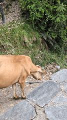 Morning daily life scenes documented in Haini, India village