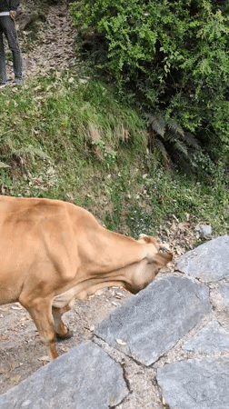 Morning daily life scenes documented in Haini, India village