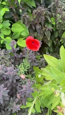 A close-up shot of a single red poppy bloom, its petals gently unfurling. The poppy is surrounded by lush greenery and darker, purplish foliage, creating a textured backdrop. Dewdrops are visible on some of the leaves and petals, suggesting recent rain or morning mist. The video focuses on the vibrant red of the poppy, its delicate stamen and pistil at the center, and the surrounding plant life. The lighting is natural, and the overall impression is one of a peaceful garden scene.