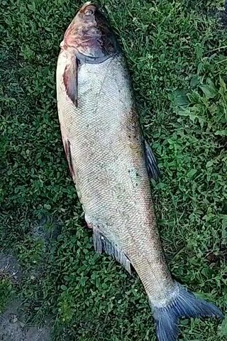 The video shows a dead fish lying on the grass. The fish is long and slender, with a silver body and a dark head. Its fins are spread out, and its mouth is slightly open. The grass around the fish is green and lush, with some patches of dry leaves. The lighting is natural, suggesting it is daytime. The camera slowly pans down the length of the fish, focusing on its scales and fins.