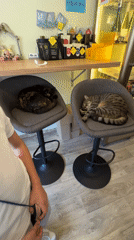 Cafe cats sleep and socialize with customers in Budva