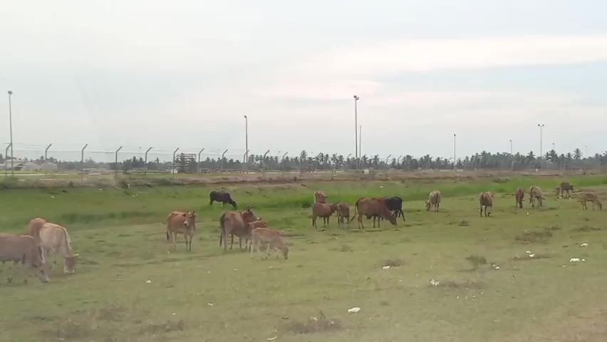 This video captures a herd of cows grazing peacefully in a grassy field under an overcast sky. The setting appears to be rural, with a fence and palm trees visible in the background, suggesting a tropical or subtropical location like Keudearon, Indonesia. Several tall poles with lights are dotted across the landscape, possibly indicating an industrial or agricultural area. The cows, varying in shades of brown and white, are spread out across the field, some grazing, others standing or walking. One black cow is visible further in the distance. The overall mood is tranquil, emphasizing the simple, pastoral scene. The weather appears to be calm, with no strong winds or bright sunlight. No text is visible in the video.