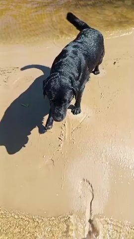 A black Labrador dog walks into shallow, murky water on a sandy beach, splashing as it goes. In the background, several people stand on the shore. The dog continues into the water, running and splashing. The camera follows the dog as it swims further into the water. The scene is sunny with a clear blue sky.