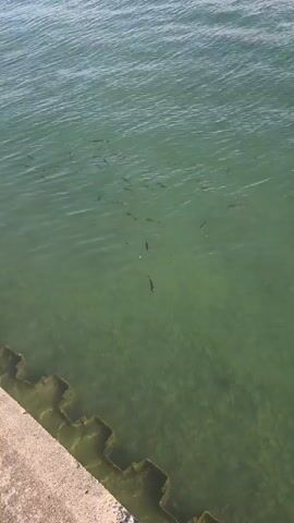 A school of small fish swim in clear, green water. The water is shallow enough that the rocky bottom is visible. A concrete embankment with irregular steps runs along the bottom left of the frame. The sun glints off the water's surface, creating ripples.
