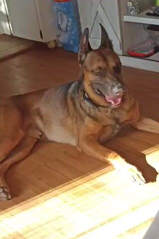 A German Shepherd mix dog lies on a wooden floor in a sunlit room. The dog is tan and black with large ears and is panting with its tongue out. There is a collar around its neck. Behind the dog, a white cabinet and some blue bottles are visible.