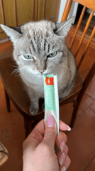 Cat interacts with tube while seated on chair in Mayma